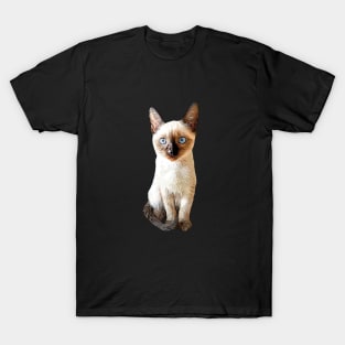 Siamese Kitten Gorgeous cat T-Shirt